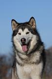 ALASKAN MALAMUTE 842